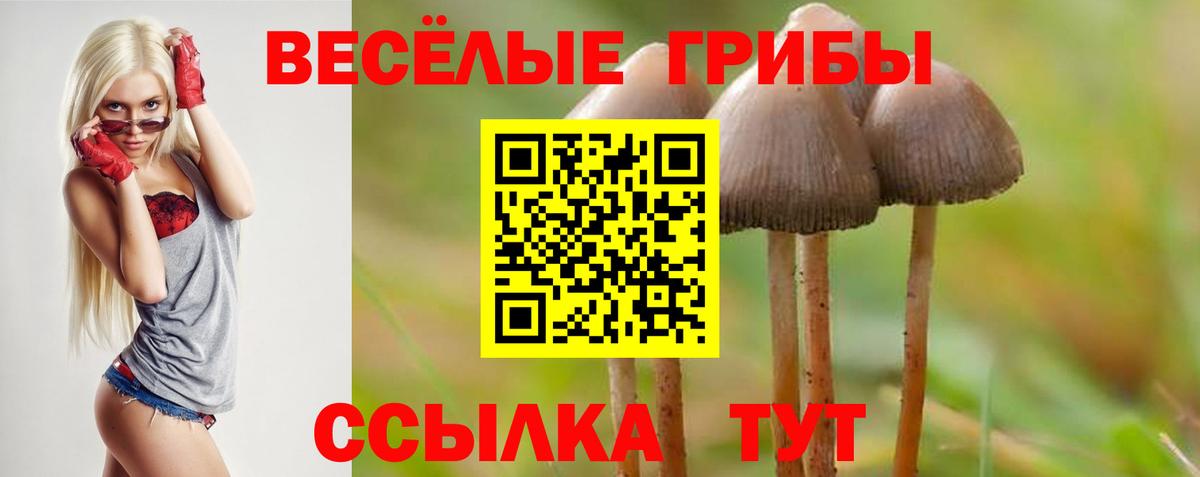 Галлюциногенные грибы Psilocybine cubensis Красноярск